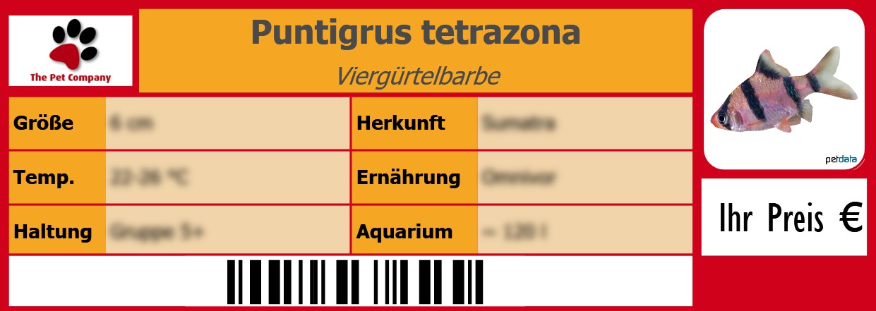 Puntigrus tetrazona Viergürtelbarbe 105 x 38 mm