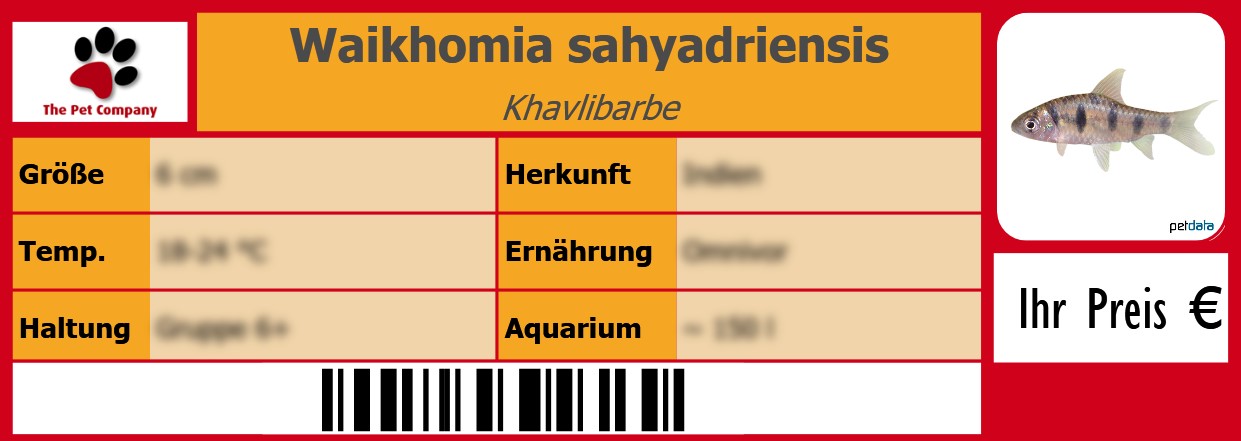 Waikhomia sahyadriensis Khavlibarbe 105 x 38 mm