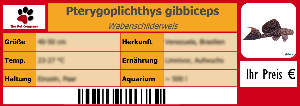 Pterygoplichthys gibbiceps Wabenschilderwels 105 x 38 mm
