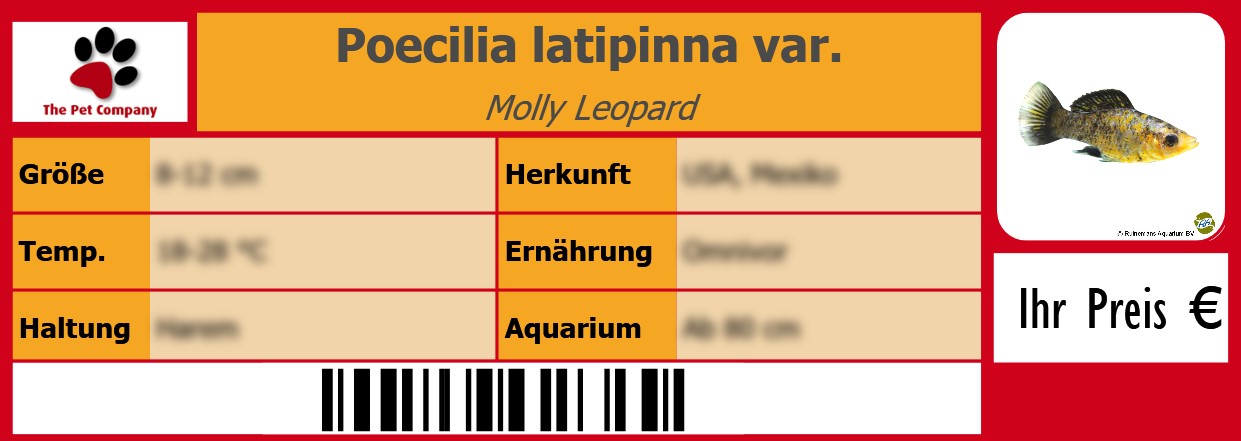 Poecilia latipinna var. Molly Leopard 105 x 38 mm