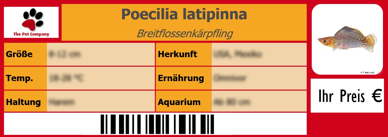 Poecilia latipinna Breitflossenkärpfling 105 x 38 mm