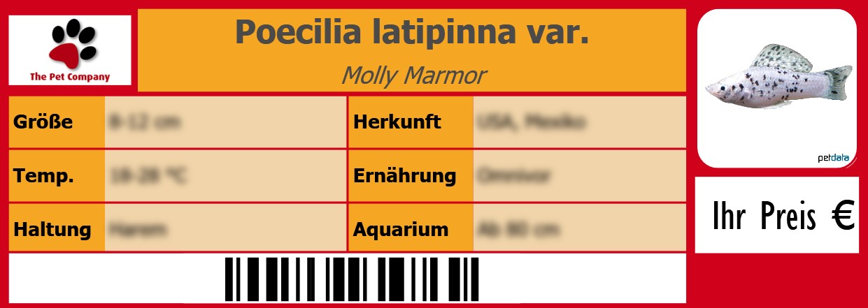 Poecilia latipinna var. Molly Marmor 105 x 38 mm