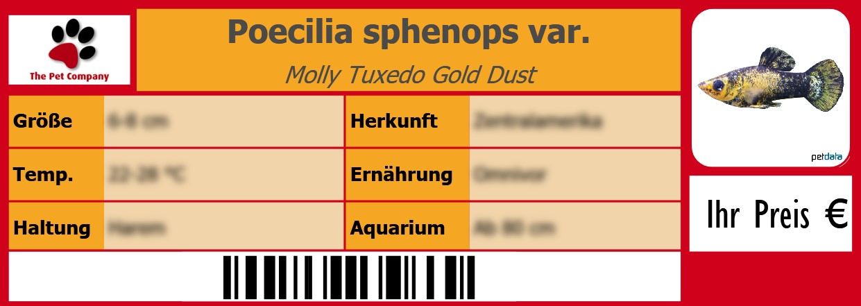 Poecilia sphenops var. Molly Tuxedo Gold Dust 105 x 38 mm
