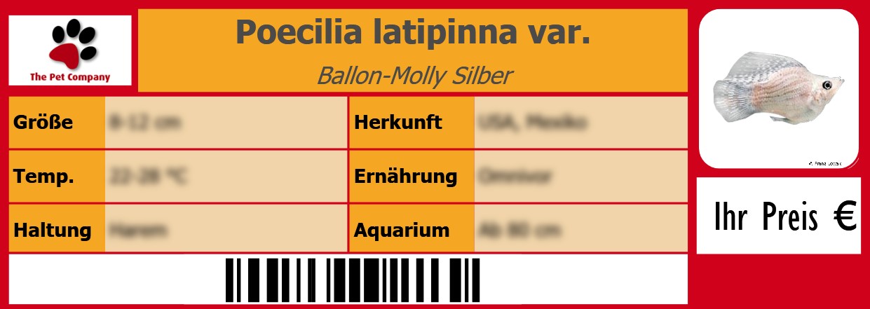 Poecilia latipinna var. Ballon-Molly Silber 105 x 38 mm