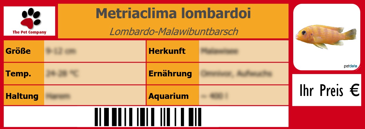 Metriaclima lombardoi Lombardo-Malawibuntbarsch 105 x 38 mm