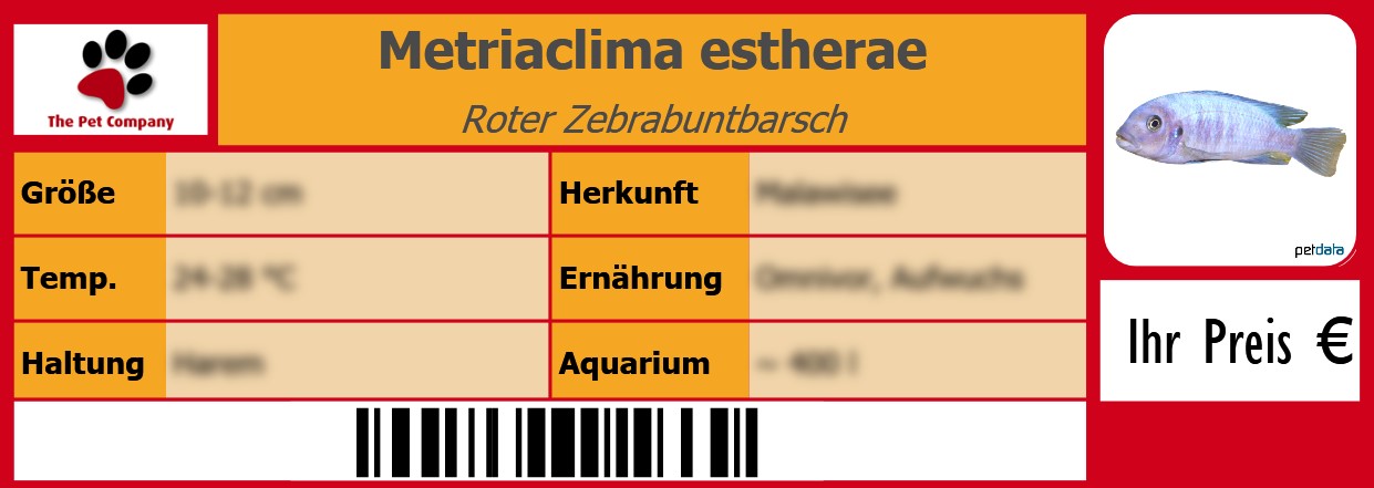 Metriaclima estherae Roter Zebrabuntbarsch 105 x 38 mm