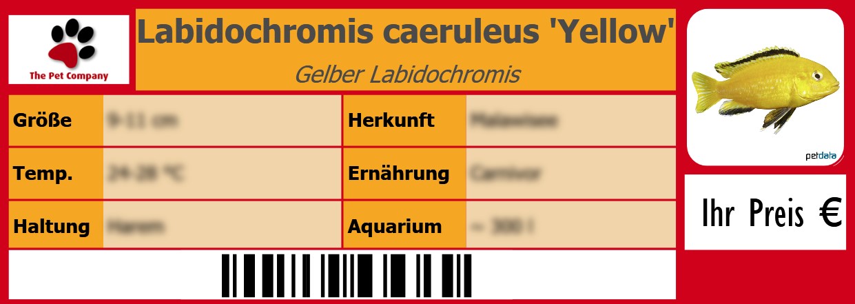 Labidochromis caeruleus 'Yellow' Gelber Labidochromis 105 x 38 mm