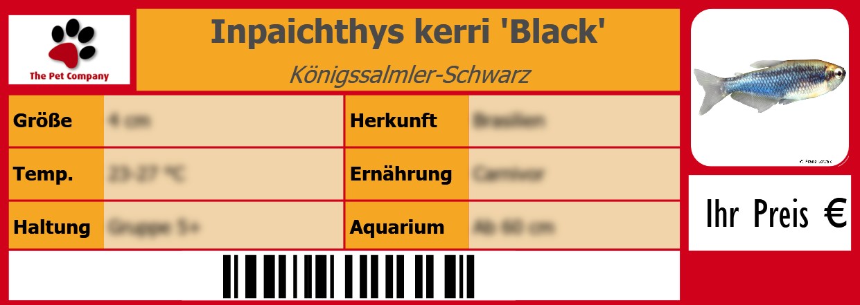 Inpaichthys kerri 'Black' Königssalmler-Schwarz 105 x 38 mm