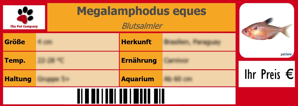 Megalamphodus eques Blutsalmler 105 x 38 mm