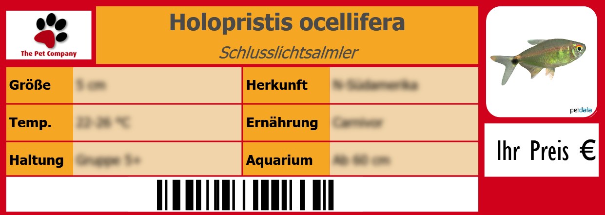 Holopristis ocellifera Schlusslichtsalmler 105 x 38 mm
