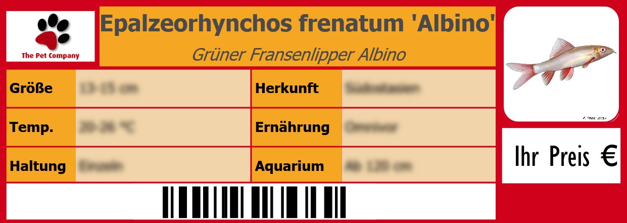 Epalzeorhynchos frenatum 'Albino' Grüner Fransenlipper Albino 105 x 38 mm