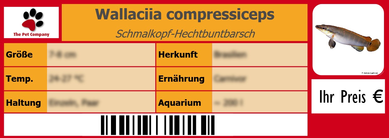 Wallaciia compressiceps Schmalkopf-Hechtbuntbarsch 105 x 38 mm