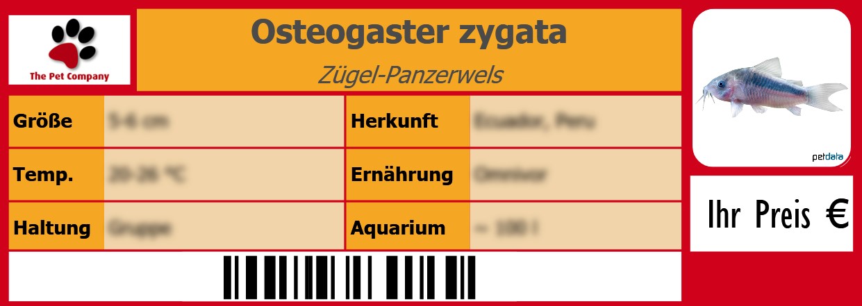 Osteogaster zygata Zügel-Panzerwels 105 x 38 mm