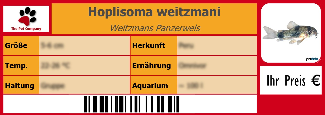 Hoplisoma weitzmani Weitzmans Panzerwels 105 x 38 mm