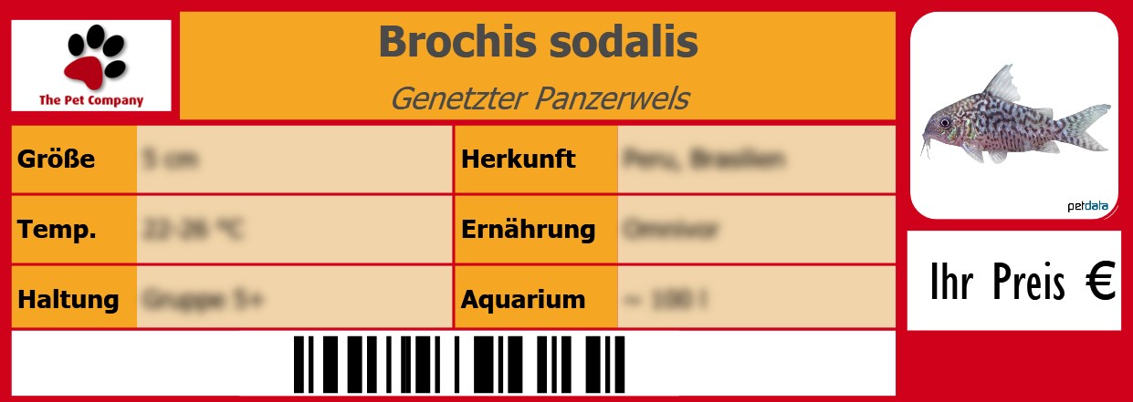 Brochis sodalis Genetzter Panzerwels 105 x 38 mm