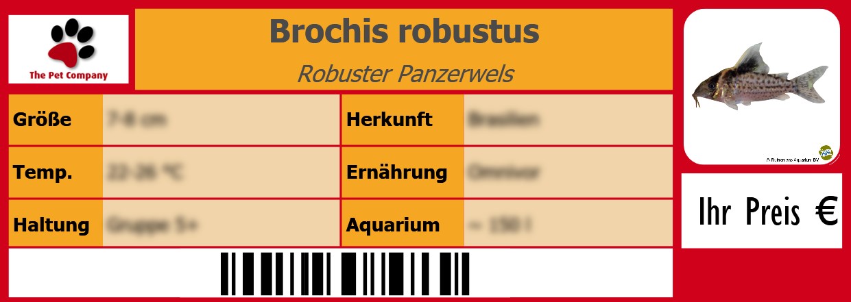 Brochis robustus Robuster Panzerwels 105 x 38 mm