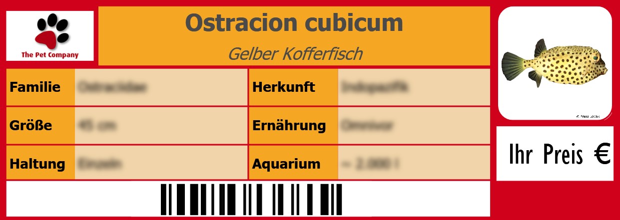 Ostracion cubicum Gelber Kofferfisch 105 x 38 mm