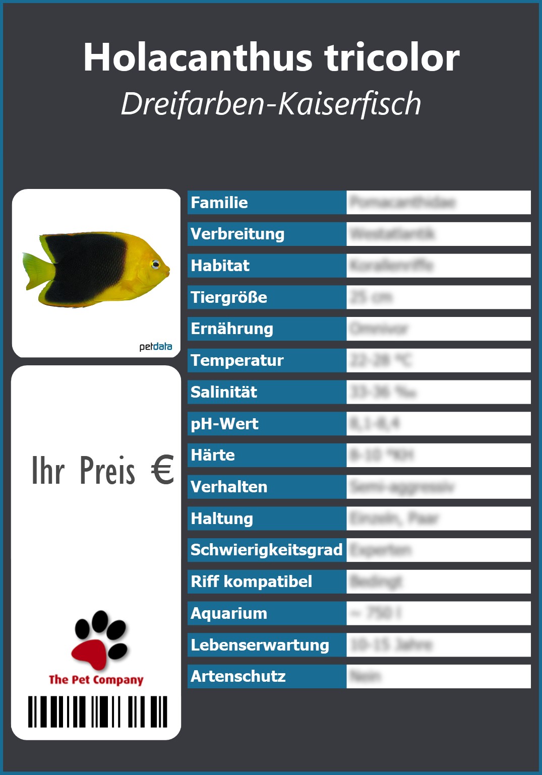 Holacanthus tricolor Dreifarben-Kaiserfisch 91 x 130 mm
