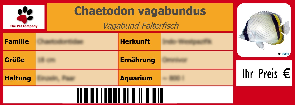 Chaetodon vagabundus Vagabund-Falterfisch 105 x 38 mm