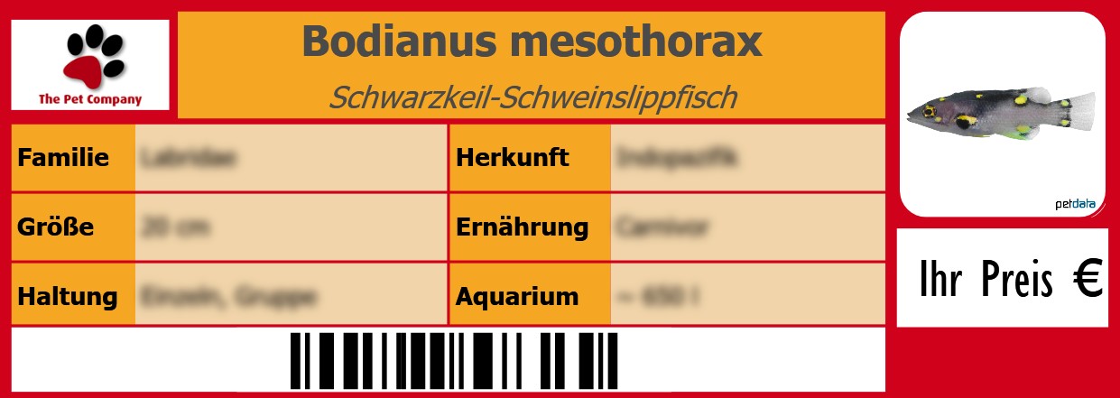 Bodianus mesothorax Schwarzkeil-Schweinslippfisch 105 x 38 mm