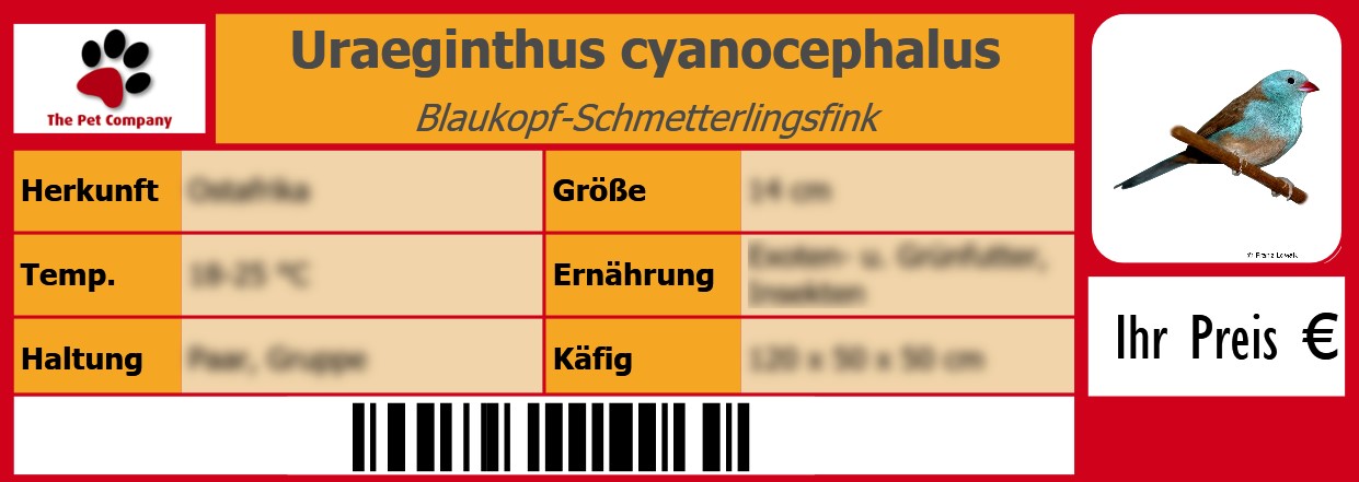 Uraeginthus cyanocephalus Blaukopf-Schmetterlingsfink 105 x 38 mm