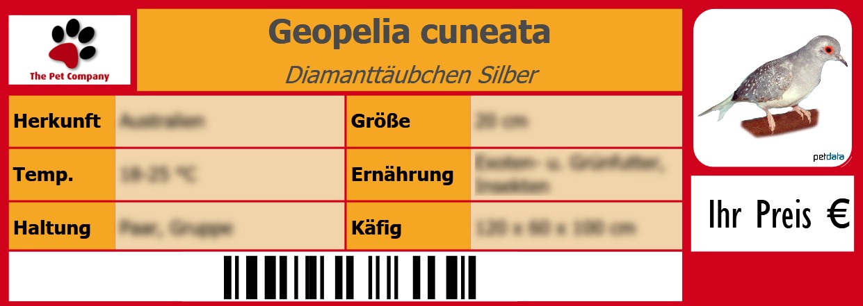 Geopelia cuneata Diamanttäubchen Silber 105 x 38 mm