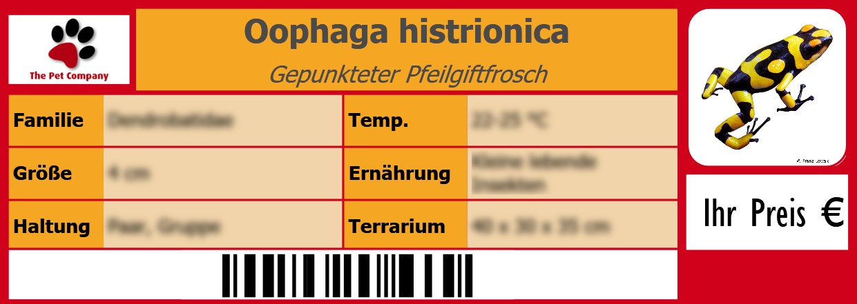 Oophaga histrionica Gepunkteter Pfeilgiftfrosch 105 x 38 mm