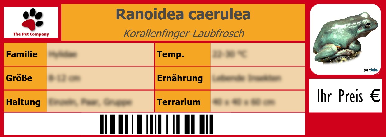 Ranoidea caerulea Korallenfinger-Laubfrosch 105 x 38 mm