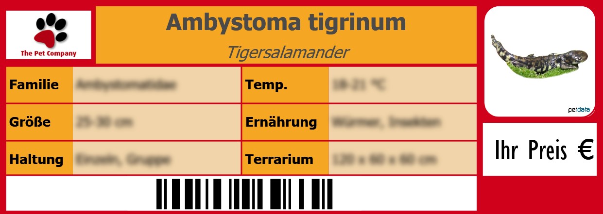 Ambystoma tigrinum Tigersalamander 105 x 38 mm