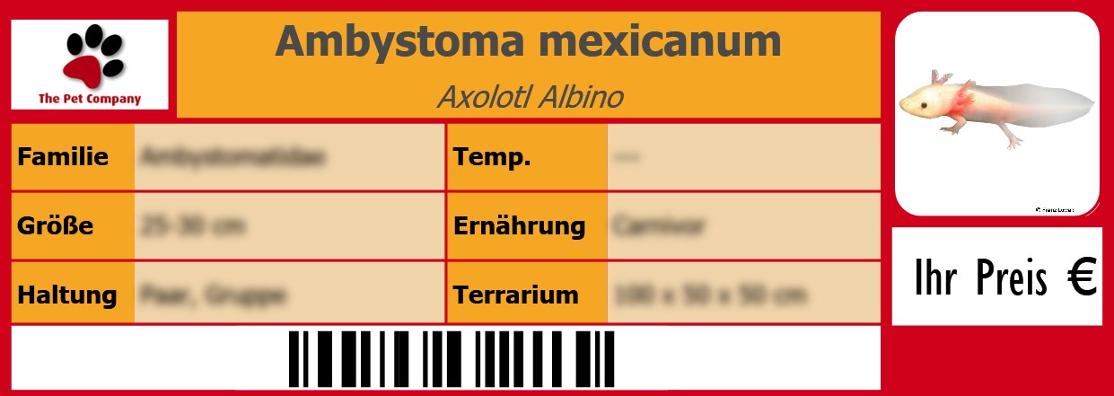 Ambystoma mexicanum Axolotl Albino 105 x 38 mm