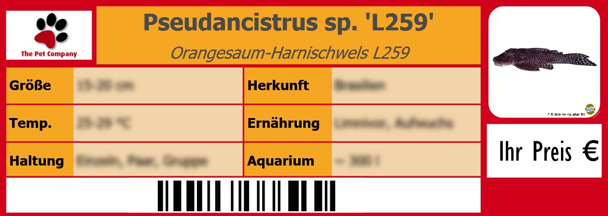 Pseudancistrus sp. 'L259' Orangesaum-Harnischwels L259 105 x 38 mm