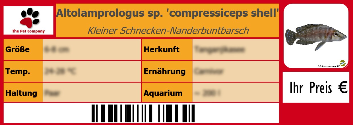 Altolamprologus sp. 'compressiceps shell' Kleiner Schnecken-Nanderbuntbarsch 105 x 38 mm