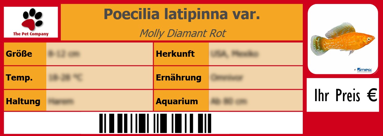 Poecilia latipinna var. Molly Diamant Rot 105 x 38 mm