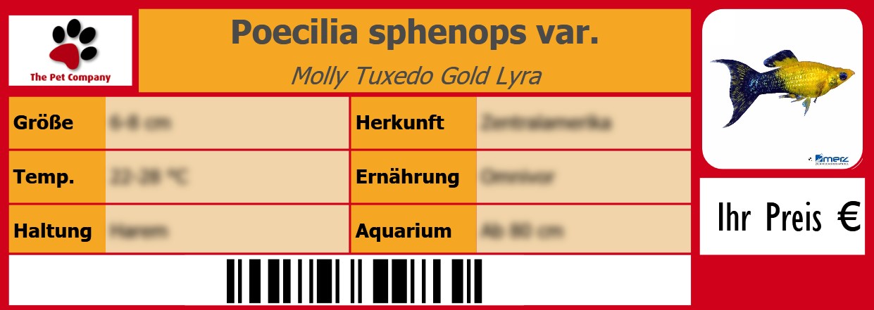 Poecilia sphenops var. Molly Tuxedo Gold Lyra 105 x 38 mm