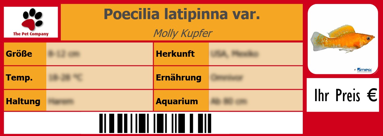Poecilia latipinna var. Molly Kupfer 105 x 38 mm