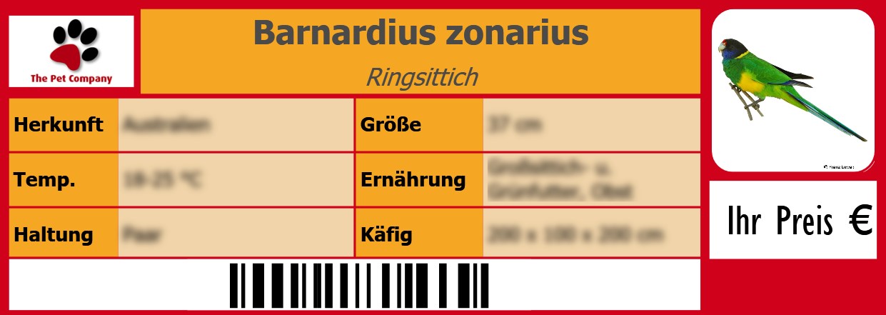 Barnardius zonarius Ringsittich 105 x 38 mm