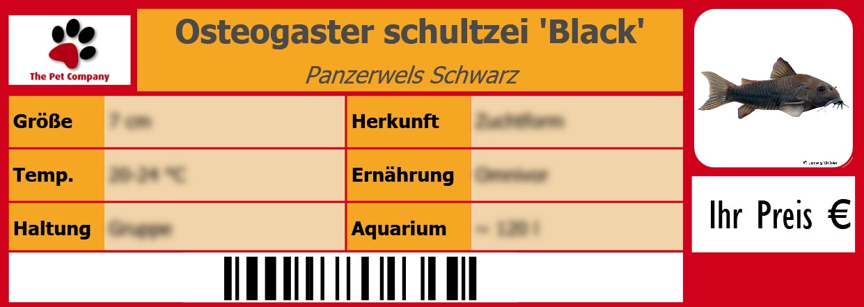 Osteogaster schultzei 'Black' Panzerwels Schwarz 105 x 38 mm