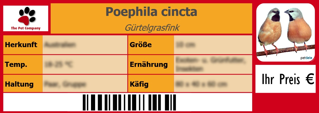 Poephila cincta Gürtelgrasfink 105 x 38 mm