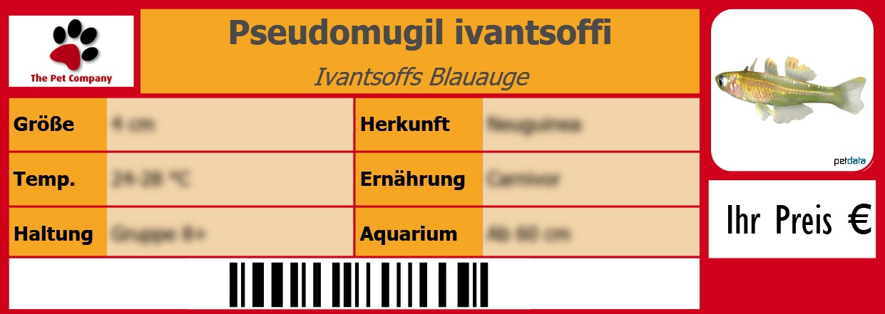 Pseudomugil ivantsoffi Ivantsoffs Blauauge 105 x 38 mm