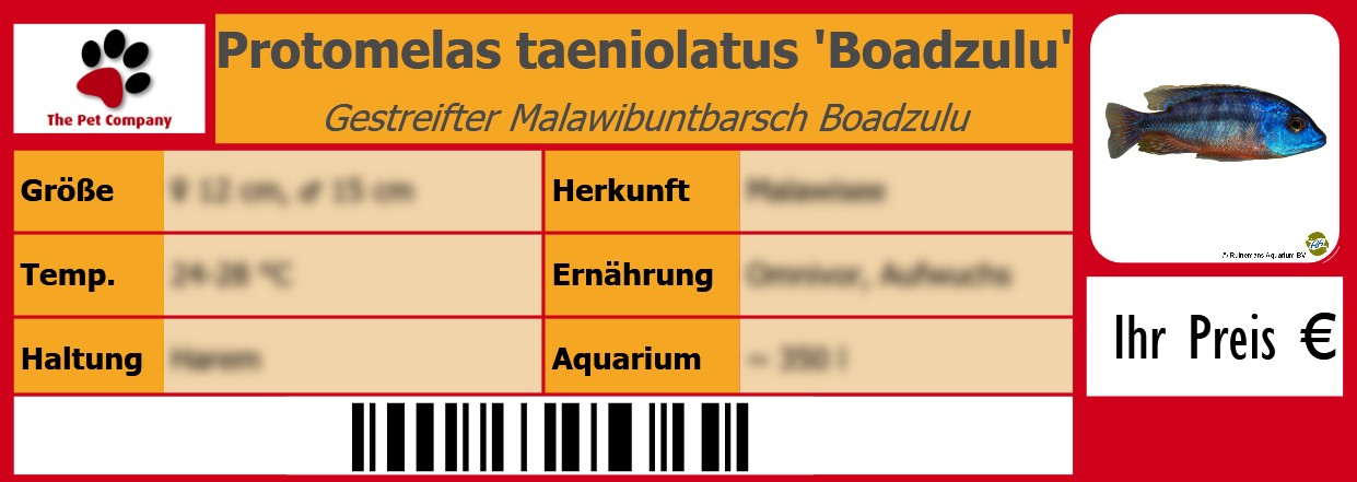 Protomelas taeniolatus 'Boadzulu' Gestreifter Malawibuntbarsch Boadzulu 105 x 38 mm