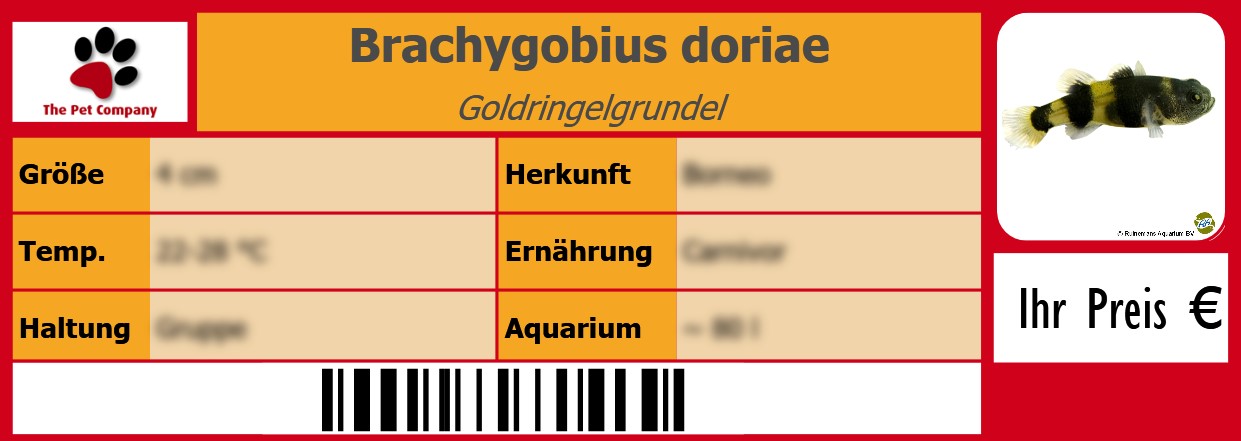 Brachygobius doriae Goldringelgrundel 105 x 38 mm