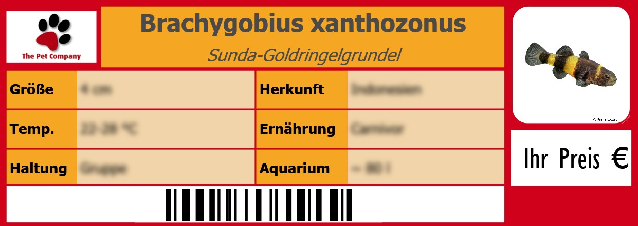 Brachygobius xanthozonus Sunda-Goldringelgrundel 105 x 38 mm