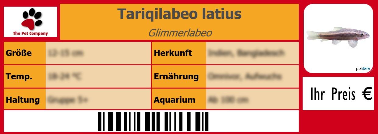 Tariqilabeo latius Glimmerlabeo 105 x 38 mm