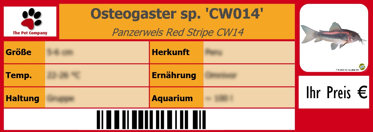 Osteogaster sp. 'CW014' Panzerwels Red Stripe CW14 105 x 38 mm