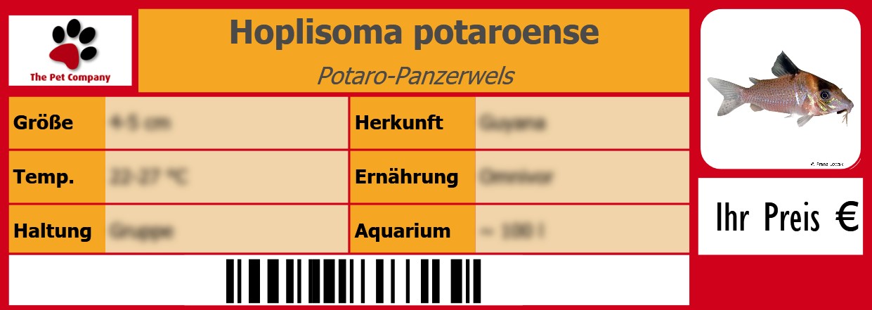 Hoplisoma potaroense Potaro-Panzerwels 105 x 38 mm