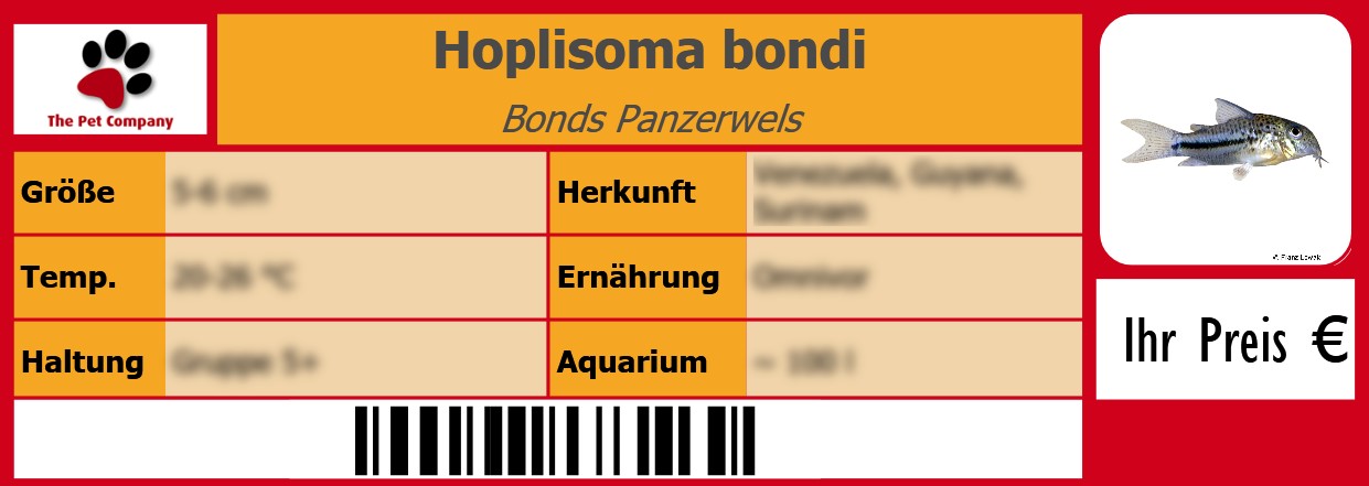 Hoplisoma bondi Bonds Panzerwels 105 x 38 mm