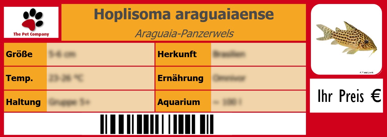Hoplisoma araguaiaense Araguaia-Panzerwels 105 x 38 mm