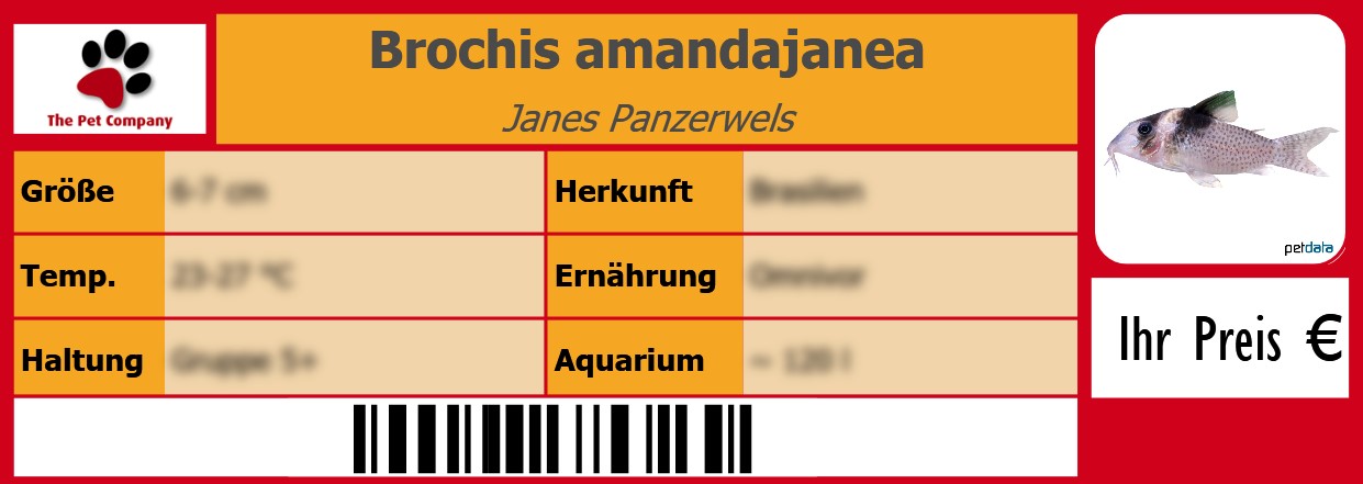 Brochis amandajanea Janes Panzerwels 105 x 38 mm