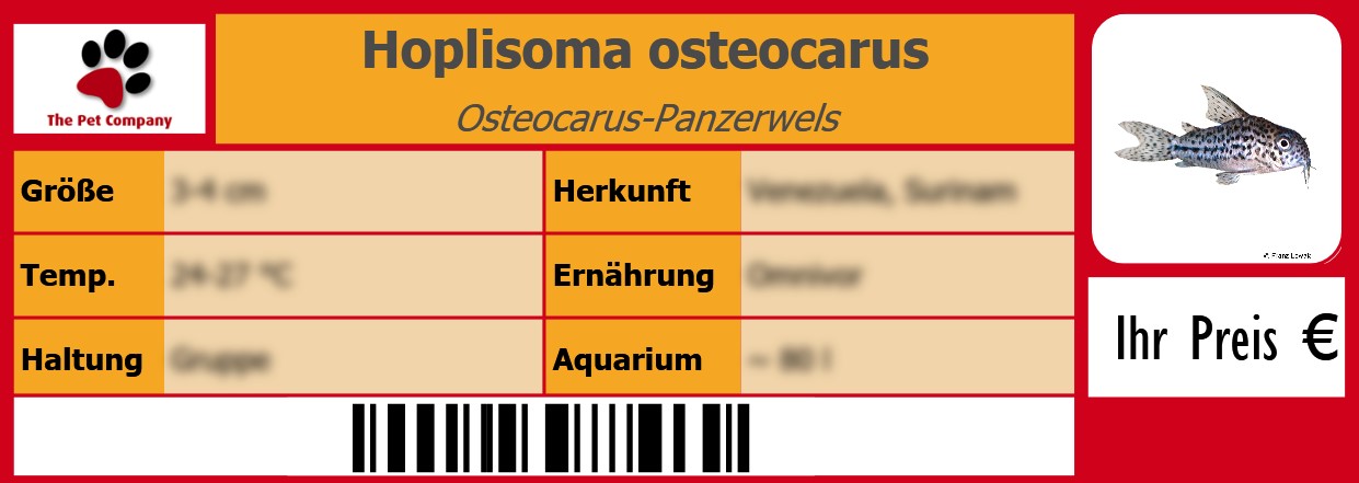 Hoplisoma osteocarus Osteocarus-Panzerwels 105 x 38 mm