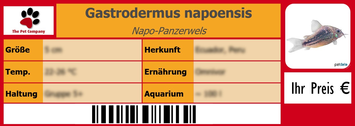 Gastrodermus napoensis Napo-Panzerwels 105 x 38 mm